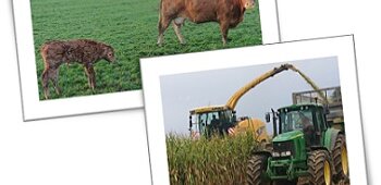 GAEC BONET –culture de céréales, élevage de vaches laitières et vaches à viande